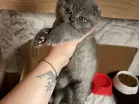 Котята шотландские