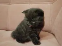 Шотландские вислоухие девочки, фотография 2