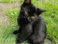 Котята ищут дом, фотография 11