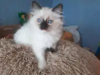 КОТЯТА  РЭГДОЛЛ, фотография 4