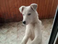Отдам щенка