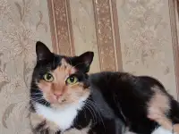 ЛАПУШКА ДВА ГОДА В ПРИЮТЕ!, фотография 10
