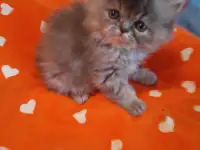 Экзотические плюшевые короткошетстные мраморные котята, фотография 6
