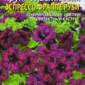 Петунья сеянцы и черенки, фотография 8