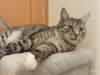 Красавец Барс ищет дом!, фотография 5