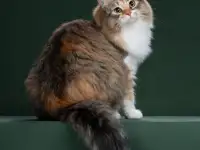 Сибирская кошка