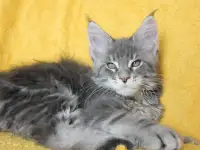 2 котенок Мейн кун, фотография 2