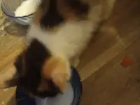 котята в дар, фотография 2