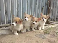 Щенки Корги Продажа, фотография 2