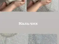 Щенки Джек Рассел терьер, фотография 3