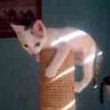 Котёнок ищет дом, фотография 9