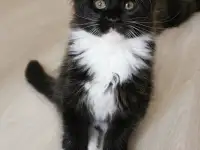 Котятa Мейн Куны из серцифицированного питомника, фотография 4