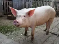 Отдам даром свинку