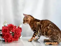 Шикарная бенгальская кошечка, фотография 7