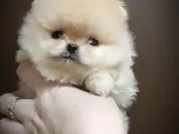 Померанский шпиц, щенки. Мини мишки, фотография 3