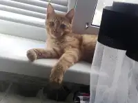 Котята, фотография 5