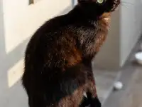 Корни в добрые руки