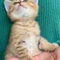 Шикарный шотландский котёнок, фотография 5
