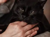 Шикарный котик в добрые руки