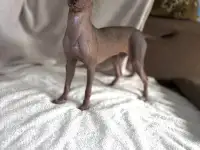 Миниатюрные мальчики голой мексиканской собаки, фотография 5