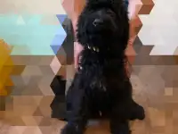 Щенки русский чёрный терьер