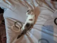 Отдам в хорошие руки трехцветную кошечку полтора, фотография 2