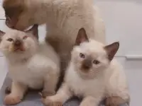 Чистокровные тайские (старосиамские) котята, фотография 3