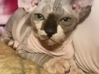 Канадские сфинксы