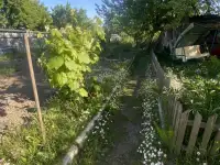 Продается дача СТ Родник, фотография 9