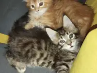 котята Мейн-кун, фотография 4