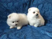 Померанский шпиц