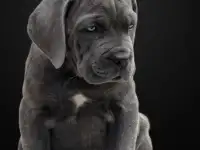 Щенки кане корсо
