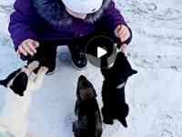 Щенки лайки в хорошие руки, фотография 3