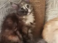 Животные, фотография 5