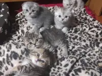 Продам котят шотландской породы