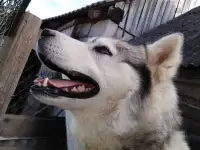 Ищет дом мальчик Хаски, фотография 4