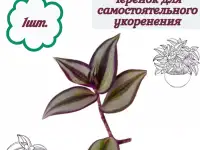 Комнатные цветы растения, список 13видов, Пушкина50, фотография 12