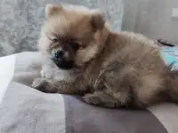 Прекрасный щенок померанского шпица!