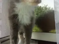 Сладкая кошечка Луна ищет дом!, фотография 2