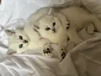 Британские котята окрас серебристая шиншилла