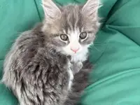 Котята, фотография 1