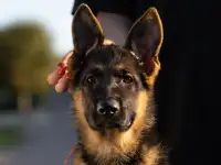 Щенки немецкие овчарки, фотография 7
