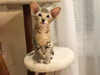 Ориентальный котенок, фотография 3