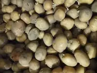 Продам семенной картофель на корм скату. 18р мешок.