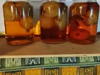 гриб веселка лесной