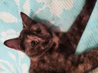 Ласковая кошечка ищет дом, фотография 3