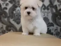Мальтийской болонки щенки