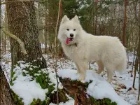 Продам щенка самоеда., фотография 2