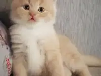 Котенок британский длинношерстный., фотография 2