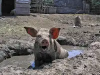 Хрюшки живым весом